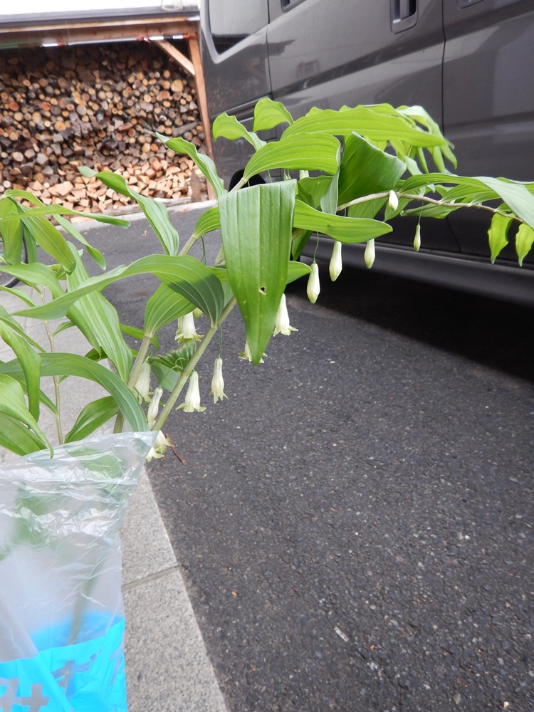 稲荷祭に_c0111229_1913923.jpg