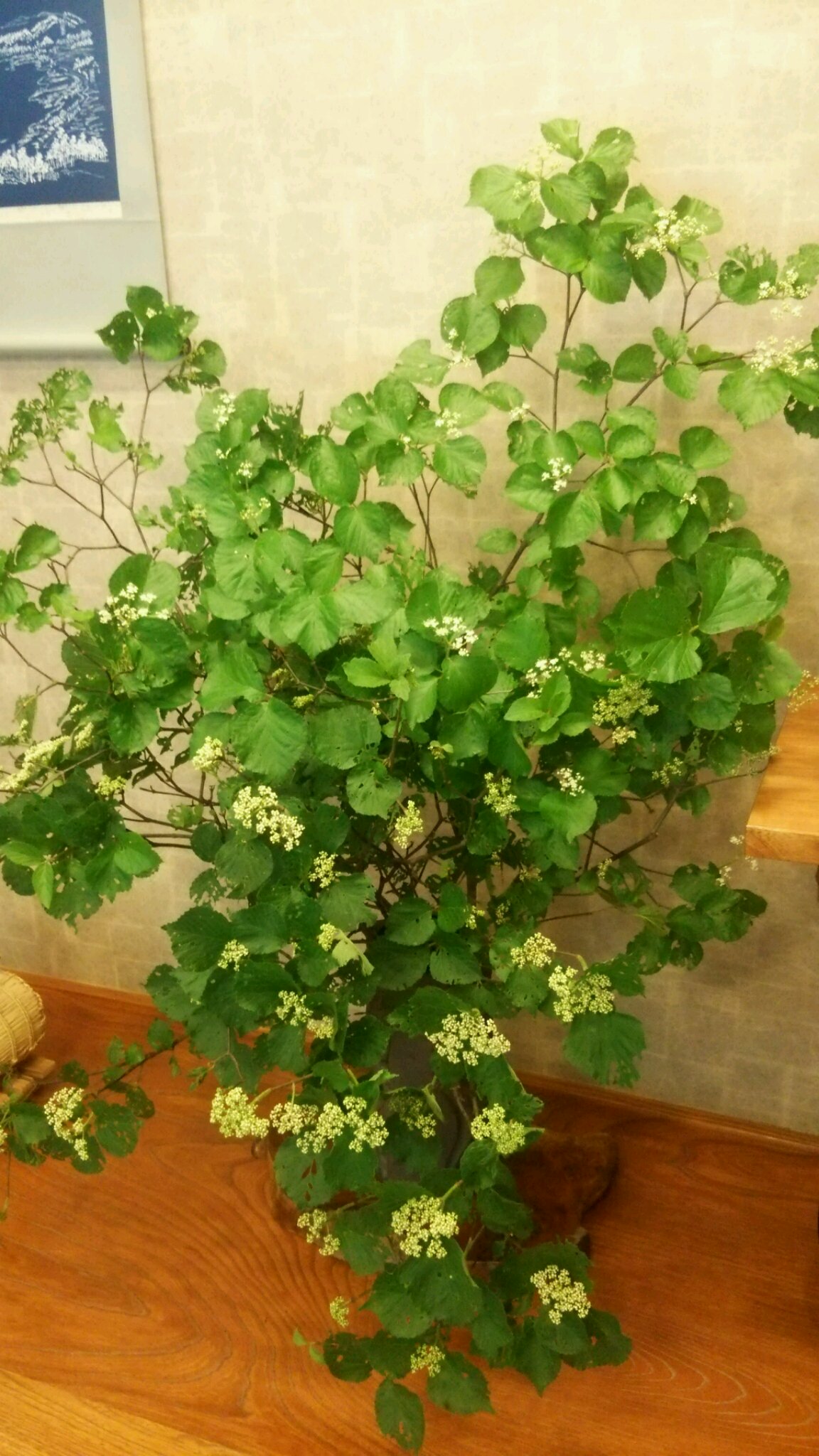 山の花を生ける!_c0213830_14181420.jpg
