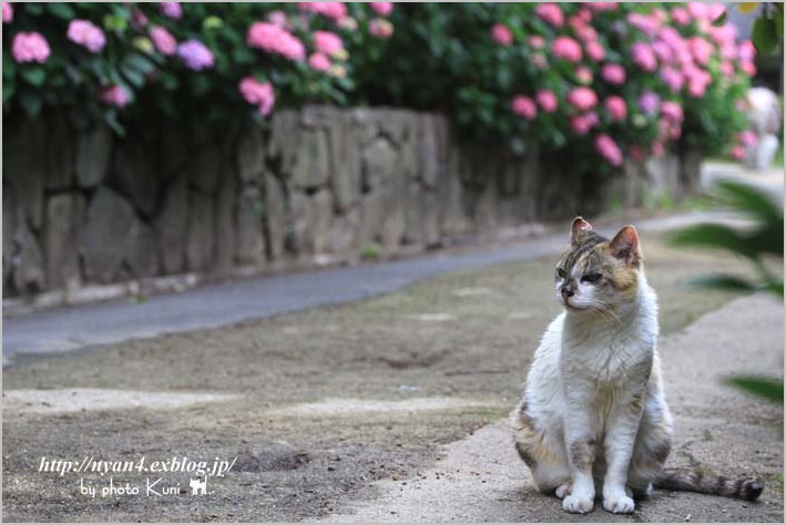 送料無料キャンペーン?】 ぐで猫 かき氷にゃんこ 紫陽花 No.309 mba.today