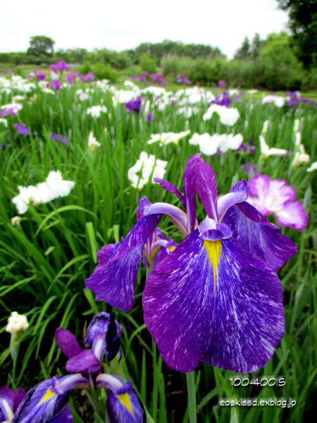 《花》　道満グリーンパークの花菖蒲（ジオラマ風）_c0080036_2341731.jpg