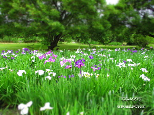 《花》　道満グリーンパークの花菖蒲（ジオラマ風）_c0080036_2342784.jpg