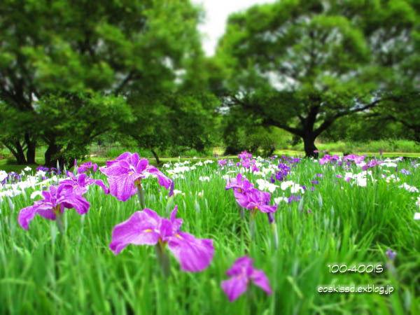 《花》　道満グリーンパークの花菖蒲（ジオラマ風）_c0080036_234366.jpg