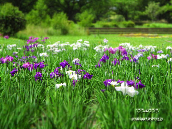 《花》　道満グリーンパークの花菖蒲（ジオラマ風）_c0080036_2344558.jpg