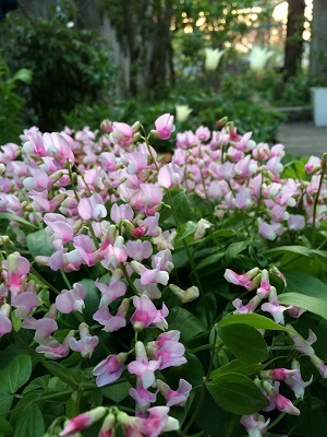 c0234938_11180168.jpg