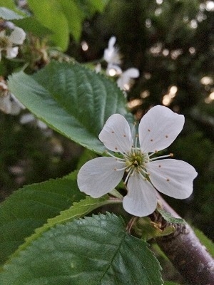 c0234938_11180538.jpg