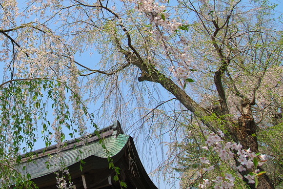 2016年　バスツアー　角館・弘前・松前桜めぐり_e0215441_2112392.jpg