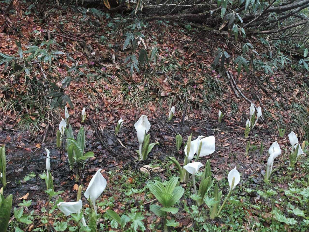 蓮華温泉周辺で花散歩：３_c0008948_12425989.jpg