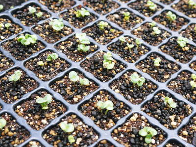 無農薬・無化学肥料で育てる「菊池水源産エゴマ」 平成28年度の生産スタート_a0254656_1895321.jpg