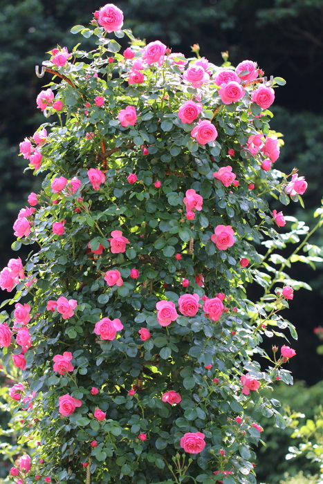 大町自然植物園のバラ園　４_d0152261_1025851.jpg