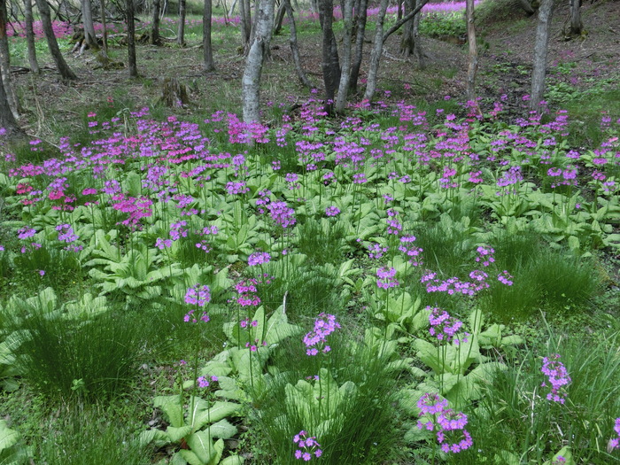 No444 兵庫県ちくさ高原のクリンソウ_b0185573_1519521.jpg