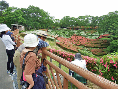 2016県民の森サツキの開花状況・その7（見ごろです+センダンも見ごろ）_f0140773_11414348.gif