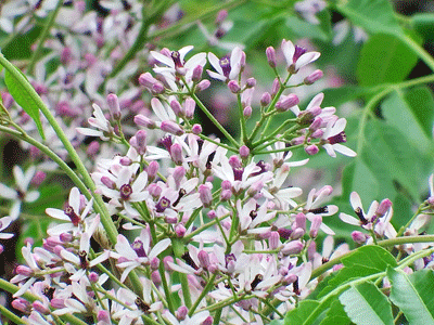 2016県民の森サツキの開花状況・その7（見ごろです+センダンも見ごろ）_f0140773_11433234.gif