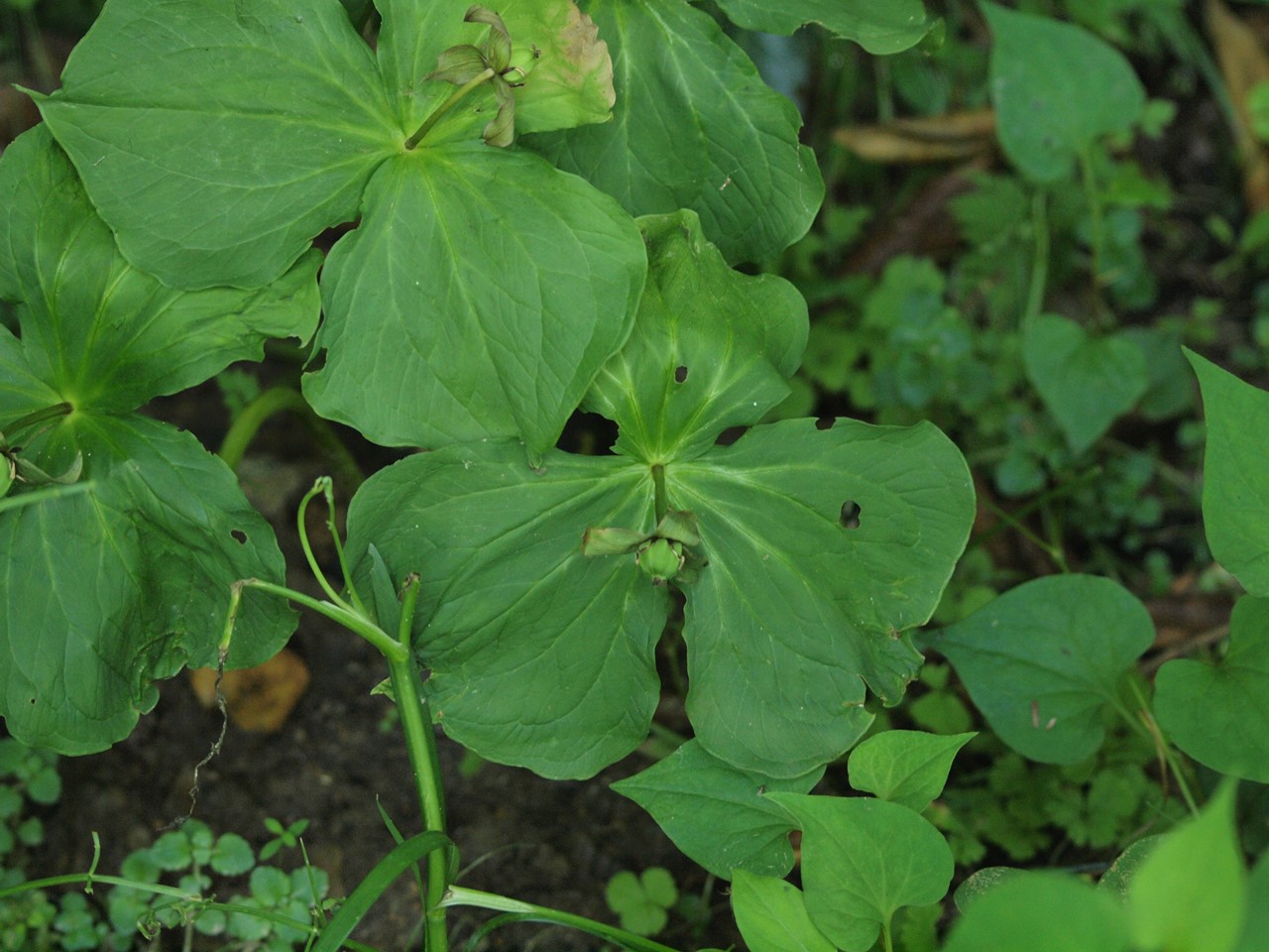 『木大角豆(キササゲ)や菊苦菜(キクニガナ)の花など・・・・・』_d0054276_20191877.jpg