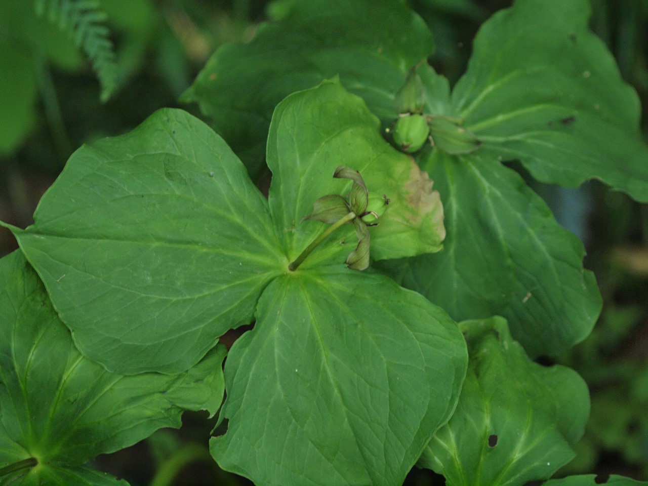 『木大角豆(キササゲ)や菊苦菜(キクニガナ)の花など・・・・・』_d0054276_20194160.jpg