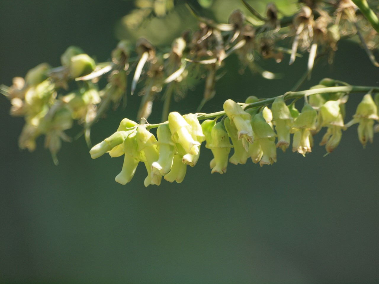 『木大角豆(キササゲ)や菊苦菜(キクニガナ)の花など・・・・・』_d0054276_20214999.jpg