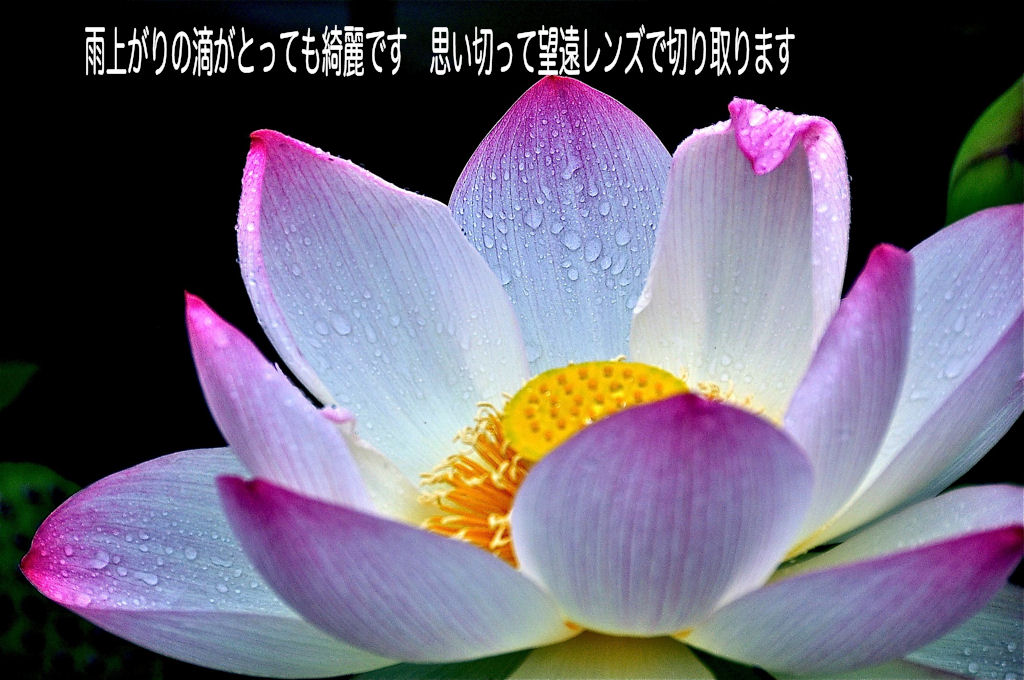 蓮の花 素敵な彩りとの出会い