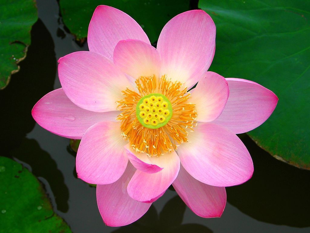 蓮の花 素敵な彩りとの出会い 蓮の花 素敵な彩りとの出会い