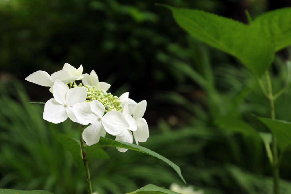 紫陽花2016・縮景園_a0265381_235688.jpg