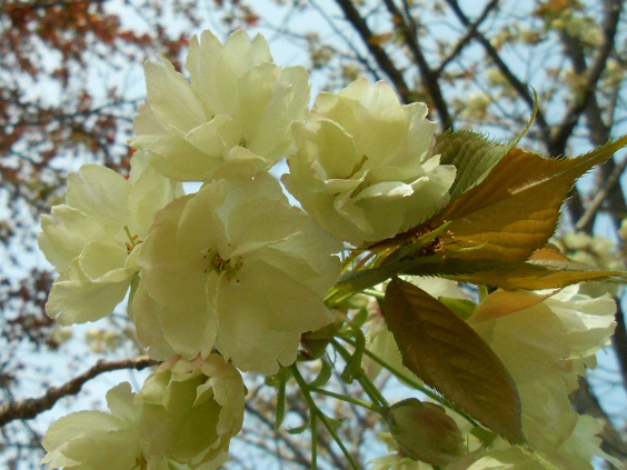 宇治植物公園②_c0158882_10382851.jpg