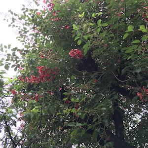 アメリカデイコ=Erythrina crista-galli=_a0191183_18401115.jpg