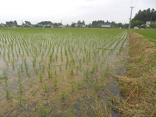 6月8日の田んぼ(上目黒小・枝野小) _d0247484_1716051.jpg