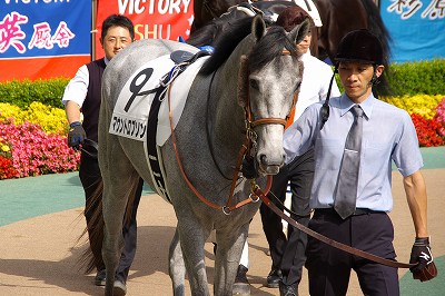 マウントロブソン １６ 日本ダービー７ 愛しのサラブレッド写真館