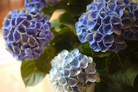 「あじさい展」開催中=2016・JUNE_f0226293_826242.jpg