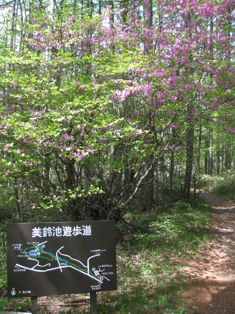 静かなる美鈴池　初夏の八ヶ岳高原の旅④_f0281398_9323599.jpg