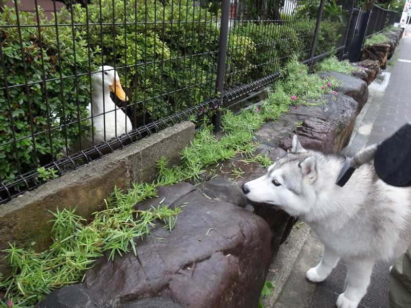 雨あがる (*^_^*)_c0049299_21465789.jpg