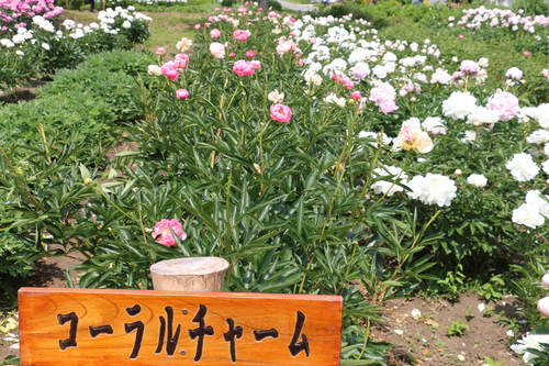 　南陽市　諏訪神社　しゃくやく祭り・・・３１_c0075701_21202548.jpg