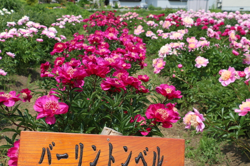 南陽市　諏訪神社　しゃくやく祭り・・・３５_c0075701_21474077.jpg