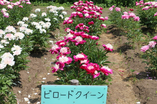 c0075701_22392343.jpg