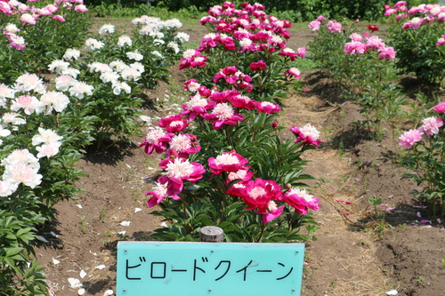 　南陽市　諏訪神社　しゃくやく祭り・・・４０_c0075701_22392343.jpg