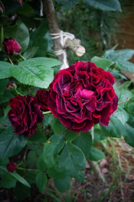紫蘇の芽、庭の植物たち les germes du shiso et les plantes du jardin _e0206902_5153054.jpg