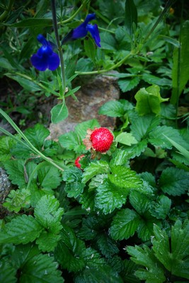 紫蘇の芽、庭の植物たち les germes du shiso et les plantes du jardin _e0206902_5161421.jpg