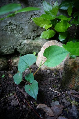 紫蘇の芽、庭の植物たち les germes du shiso et les plantes du jardin _e0206902_5174472.jpg