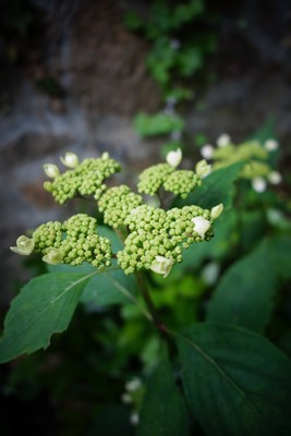 紫蘇の芽、庭の植物たち les germes du shiso et les plantes du jardin _e0206902_5182070.jpg