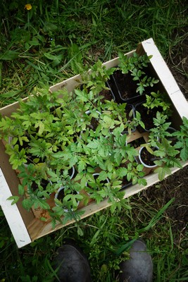 紫蘇の芽、庭の植物たち les germes du shiso et les plantes du jardin _e0206902_5193789.jpg