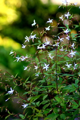ミツバシモツケ開花 花ときどき十七音 ミツバシモツケ開花 花ときどき十七音