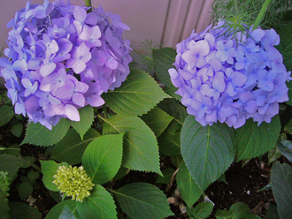アジサイ 紫陽花 安行四季咲き いつも遠い空を想って アジサイ 紫陽花 安行四季咲き いつも遠い空を想って