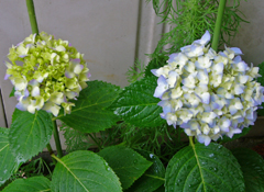 アジサイ 紫陽花 安行四季咲き いつも遠い空を想って