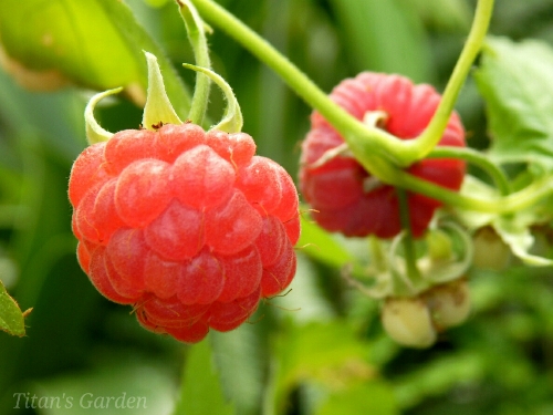 Rubus Idaeus Glen Prosen titan s garden Rubus Idaeus Glen Prosen titan s garden