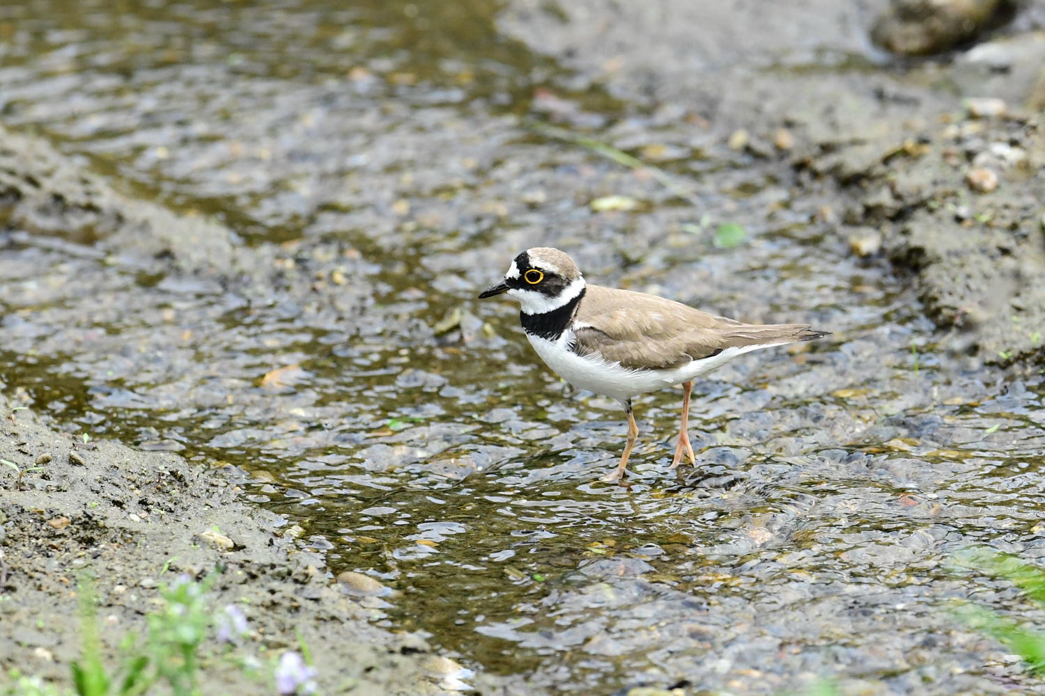 河口のその他の鳥達の写真です_f0133213_21335227.jpg