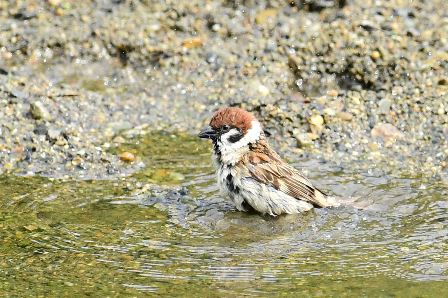 河口のその他の鳥達の写真です_f0133213_21352336.jpg