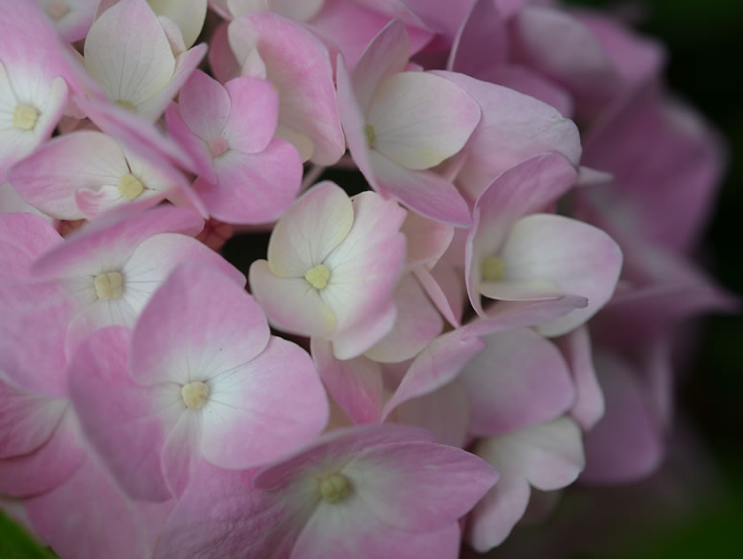 お庭の紫陽花たち : my story＊＊＊