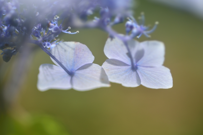 2016　初夏の花（3）_f0144018_10543611.jpg