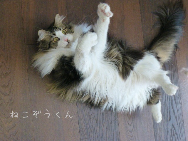 お留守番にゃんこギャラリー【May】_e0237625_12465594.jpg
