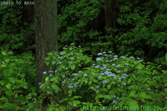 Forest of blue fairy_d0283427_21283209.jpg