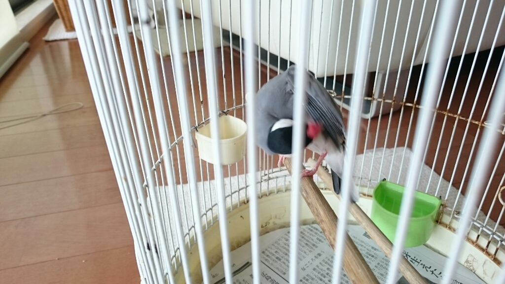 今朝の文鳥_b0203030_07450407.jpg