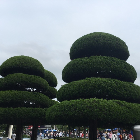 東京ディズニーランド植物園d(ﾟ-^*)_d0174536_23422787.jpg